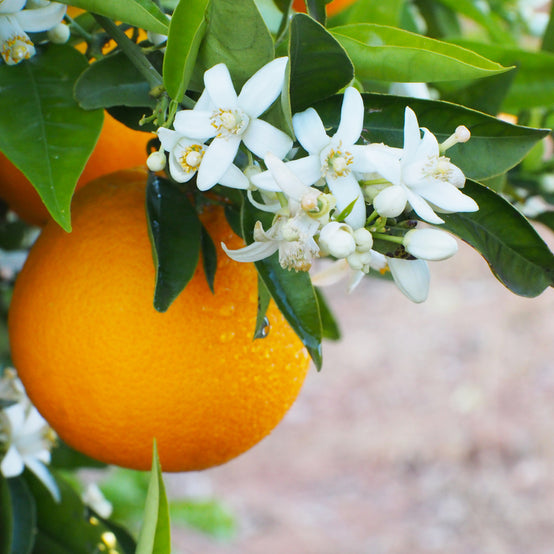 Parfum pour bougie fleur d’oranger, fragrance d’origine naturelle aux notes florales et agrumes évoquant un jardin ensoleillé