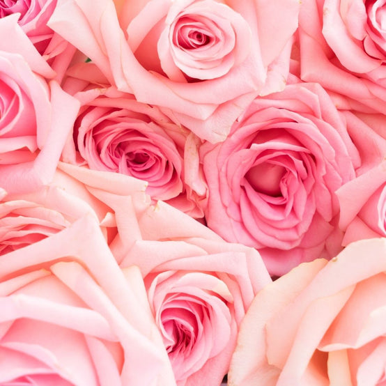 Parfum pour bougie rose paix, fragrance florale d’origine naturelle aux notes de rose délicates et apaisantes pour bougies et diffuseurs